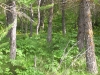 s1190020