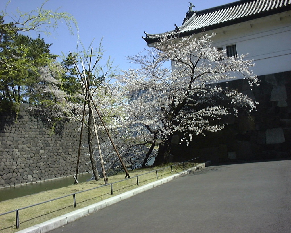 018-japan-keiserpalast-kirschbaum