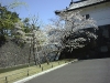 018-japan-keiserpalast-kirschbaum