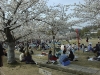 046-japan-himeji-hanami