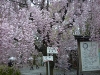 069-japan-kyoto-kirschbluehte-2