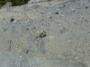 047-usa-tour-craterlake-chipmunk-2